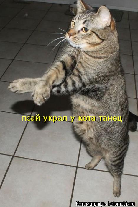 псай украл у кота танец... Котоматрица: псай украл у кота танец
