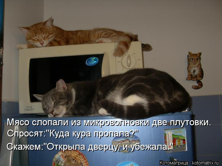 Котоматрица: Мясо слопали из микроволновки две плутовки. Спросят:"Куда кура пропала?" Скажем:"Открыла дверцу, и убежала."