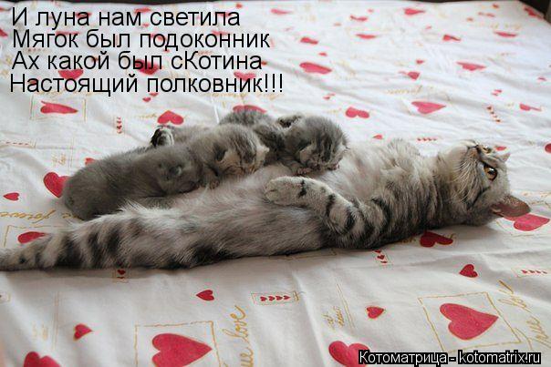 И луна нам светила Мягок был подоконник Ах какой был сКотина Настоящий полковник!!!... Котоматрица: И луна нам светила Мягок был подоконник Ах какой был сКотина Настоящий полковник!!!