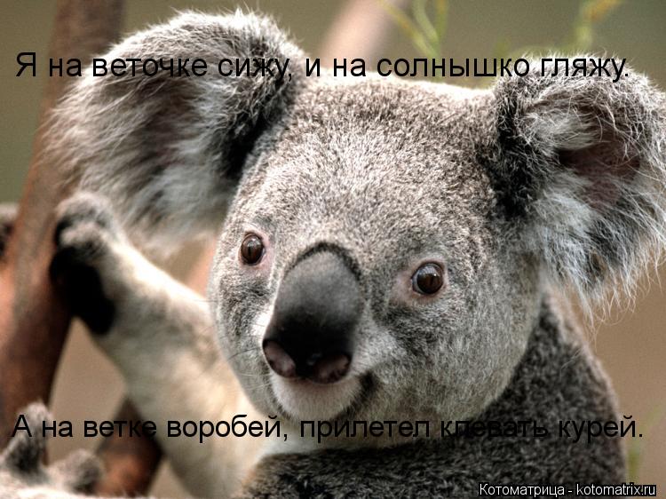 Я на веточке сижу, и на солнышко гляжу. А на ветке воробей, прилетел клевать курей.... Котоматрица: Я на веточке сижу, и на солнышко гляжу. А на ветке воробей, прилетел клевать курей.