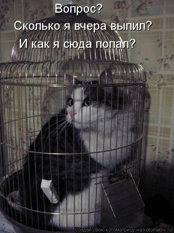 Вопрос? Сколько я вчера выпил? И как я сюда попал?... Котоматрица: Вопрос? Сколько я вчера выпил? И как я сюда попал?