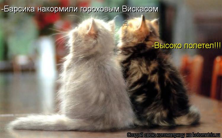 -Барсика накормили гороховым Вискасом -Высоко полетел!!!... Котоматрица: -Барсика накормили гороховым Вискасом -Высоко полетел!!!