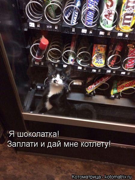 Я шоколатка! Заплати и дай мне котлету!... Котоматрица: Я шоколатка! Заплати и дай мне котлету!