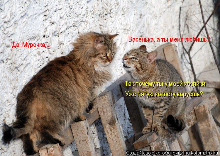 Васенька, а ты меня любишь? Да, Мурочка... Так почему ты у моей хозяйки Уже пятую котлету воруешь?... Котоматрица: Васенька, а ты меня любишь? Да, Мурочка... Так почему ты у моей хозяйки Уже пятую котлету воруешь?