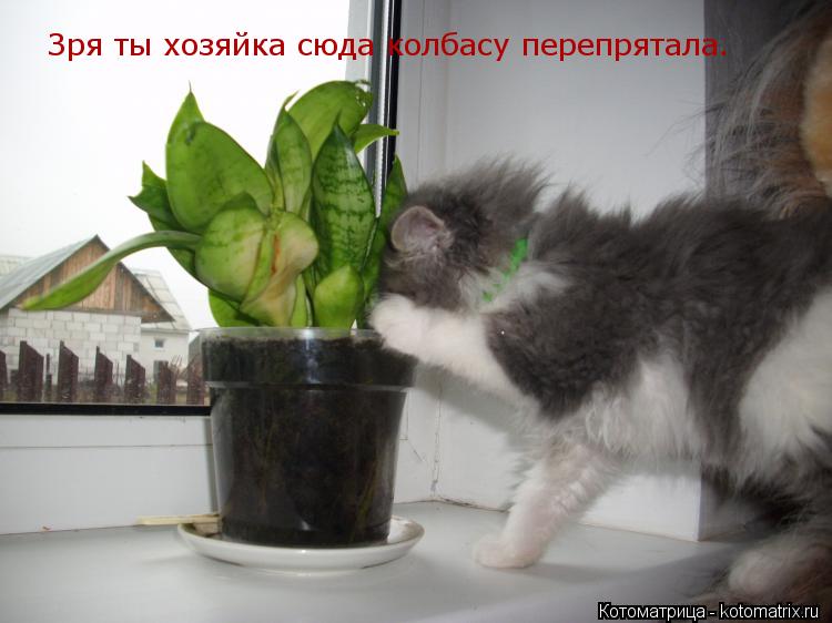 Зря ты хозяйка сюда колбасу перепрятала.... Котоматрица: Зря ты хозяйка сюда колбасу перепрятала.