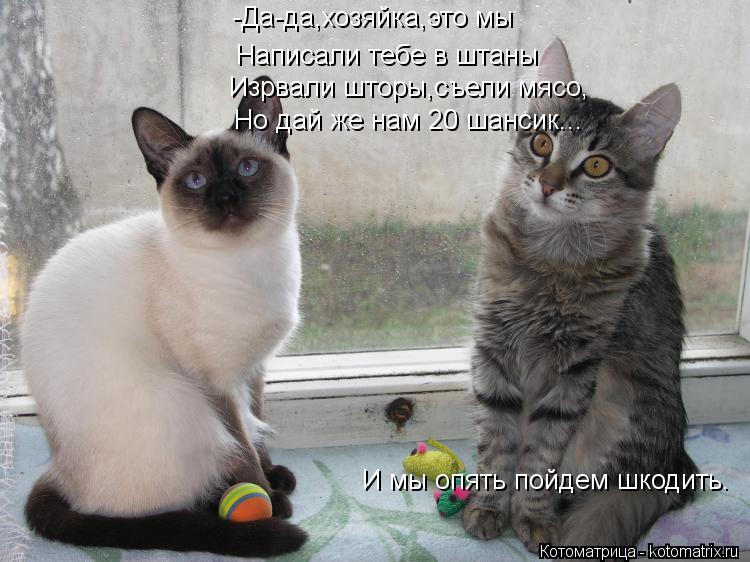 -Да-да,хозяйка,это мы Написали тебе в штаны Изрвали шторы,съели мясо, Но дай же нам 20 шансик... И мы... Котоматрица: -Да-да,хозяйка,это мы Написали тебе в штаны Изрвали шторы,съели мясо, Но дай же нам 20 шансик... И мы опять пойдем шкодить.