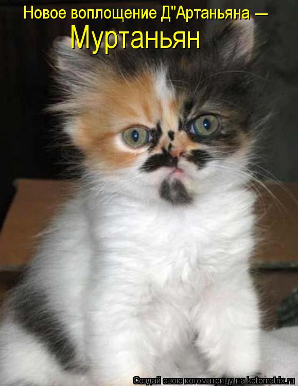 Новое воплощение Д"Артаньяна Муртаньян _... Котоматрица: Новое воплощение Д"Артаньяна Муртаньян _