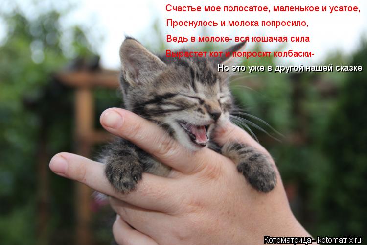 Счастье мое полосатое, маленькое и усатое, Проснулось и молока попросило, Ведь в молоке- вся кошачая ... Котоматрица: Счастье мое полосатое, маленькое и усатое, Проснулось и молока попросило, Ведь в молоке- вся кошачая сила Вырастет кот и попросит колбаски-