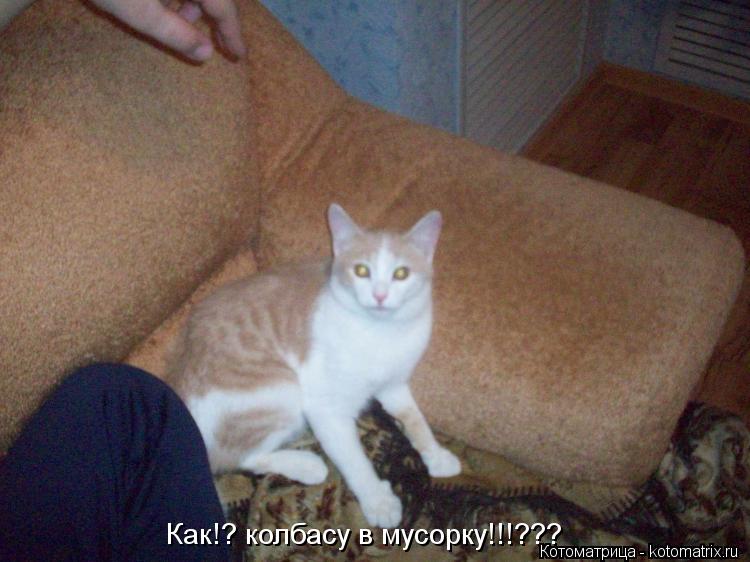 Как!? колбасу в мусорку!!!???... Котоматрица: Как!? колбасу в мусорку!!!???