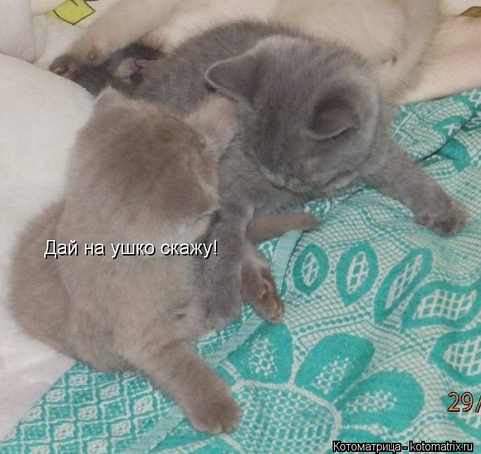 Дай на ушко скажу!... Котоматрица: Дай на ушко скажу!