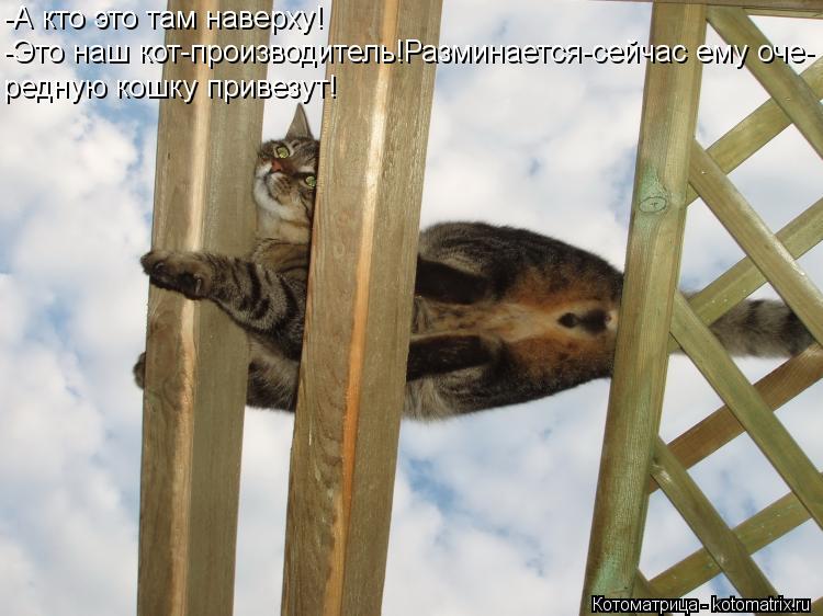 -А кто это там наверху! -Это наш кот-производитель!Разминается-сейчас ему оче- редную кошку привезут!... Котоматрица: -А кто это там наверху! -Это наш кот-производитель!Разминается-сейчас ему оче- редную кошку привезут!