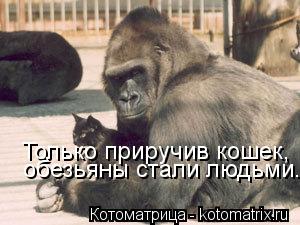 Только приручив кошек, обезьяны стали людьми.,... Котоматрица: Только приручив кошек, обезьяны стали людьми.,