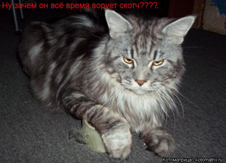 Ну зачем он всё время ворует скотч????... Котоматрица: Ну зачем он всё время ворует скотч????