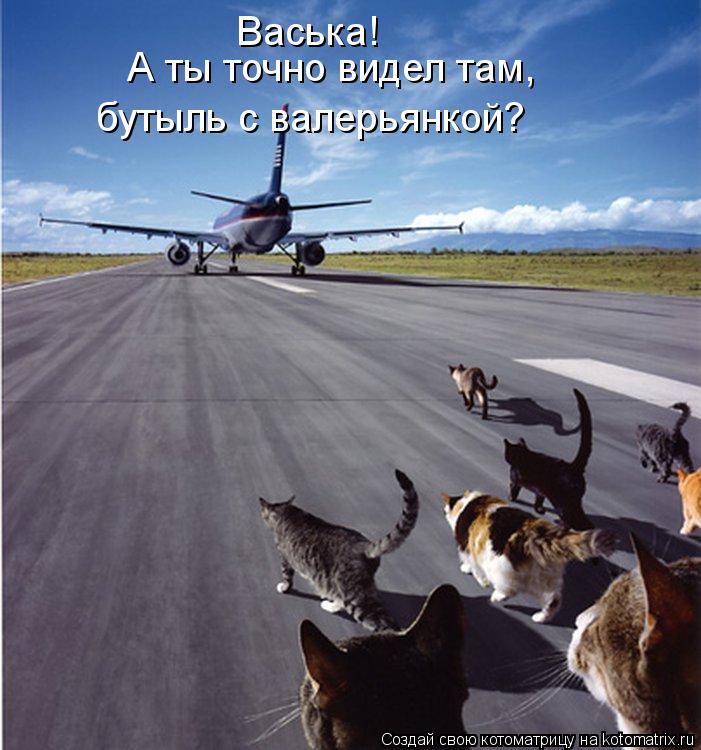 Котоматрица: Васька! А ты точно видел там, бутыль с валерьянкой?