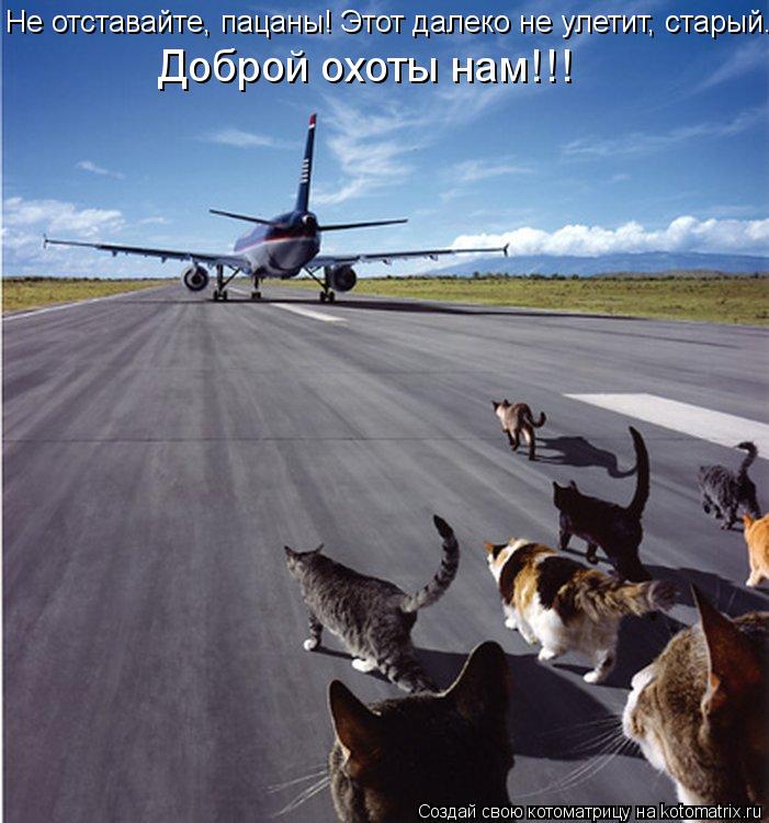 Котоматрица: Не отставайте, пацаны! Этот далеко не улетит, старый. Доброй охоты нам!!!