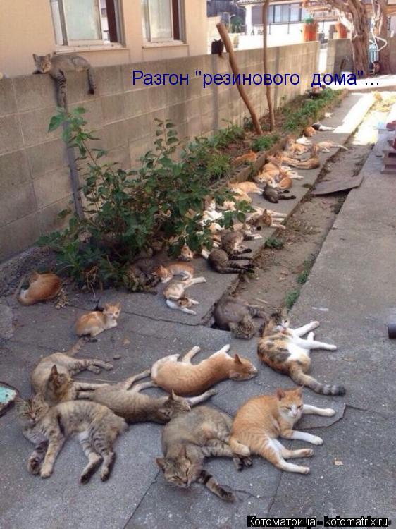 Котоматрица: Разгон "резинового  дома"...