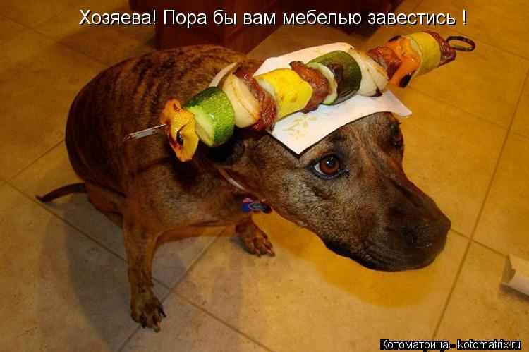 Хозяева! Пора бы вам мебелью завестись !... Котоматрица: Хозяева! Пора бы вам мебелью завестись !