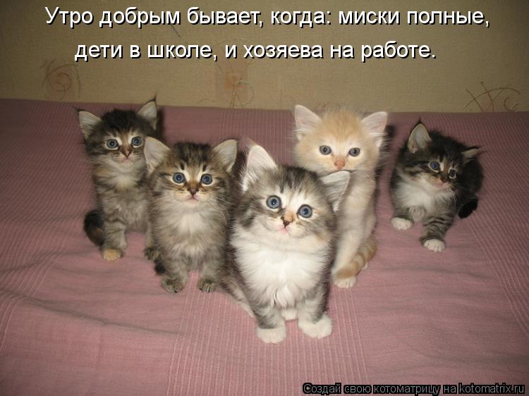 Утро добрым бывает, когда: миски полные, дети в школе, и хозяева на работе.... Котоматрица: Утро добрым бывает, когда: миски полные, дети в школе, и хозяева на работе.