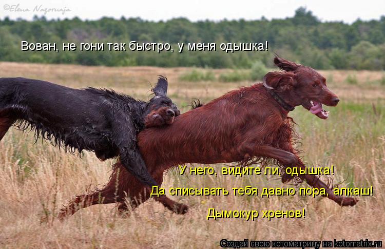 Вован, не гони так быстро, у меня одышка! Да списывать тебя давно пора, алкаш! Дымокур хренов! У него... Котоматрица: Вован, не гони так быстро, у меня одышка! Да списывать тебя давно пора, алкаш! Дымокур хренов! У него, видите ли, одышка!