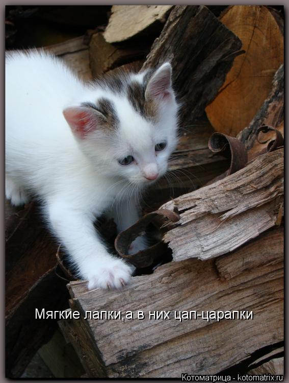 Мягкие лапки,а в них цап-царапки... Котоматрица: Мягкие лапки,а в них цап-царапки