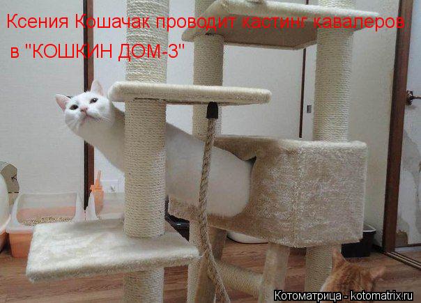 Ксения Кошачак проводит кастинг кавалеров в "КОШКИН ДОМ-3"... Котоматрица: Ксения Кошачак проводит кастинг кавалеров в "КОШКИН ДОМ-3"