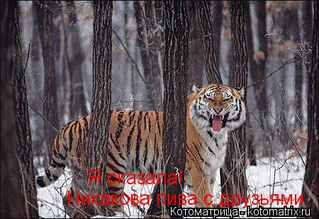 Я сказала! Никакова пива с друзьями... Котоматрица: Я сказала! Никакова пива с друзьями