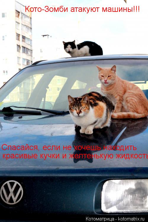 Кото-Зомби атакуют машины!!! Спасайся, если не хочешь находить красивые кучки и желтенькую жидкость!... Котоматрица: Кото-Зомби атакуют машины!!! Спасайся, если не хочешь находить красивые кучки и желтенькую жидкость!