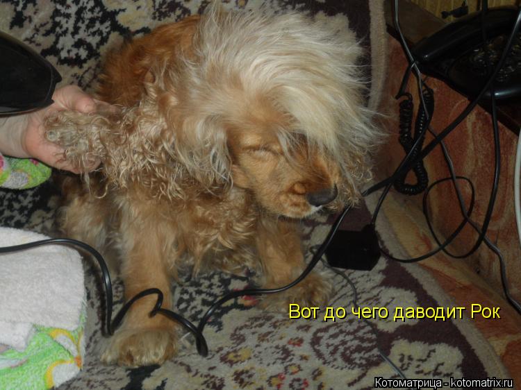 Вот до чего даводит Рок... Котоматрица: Вот до чего даводит Рок
