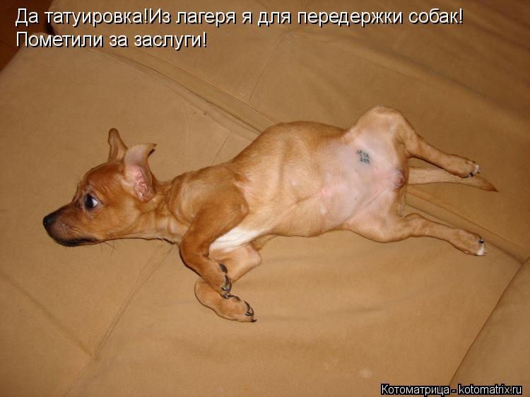 Да татуировка!Из лагеря я для передержки собак! Пометили за заслуги!... Котоматрица: Да татуировка!Из лагеря я для передержки собак! Пометили за заслуги!