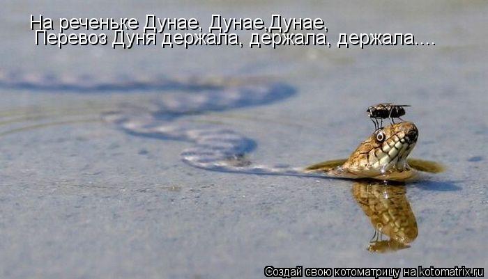 На реченьке Дунае, Дунае,Дунае, Перевоз Дуня держала, держала, держала....... Котоматрица: На реченьке Дунае, Дунае,Дунае, Перевоз Дуня держала, держала, держала....