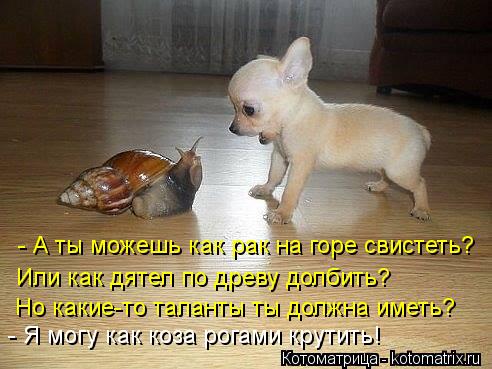 - А ты можешь как рак на горе свистеть? Или как дятел по древу долбить? Но какие-то таланты ты должна... Котоматрица: - А ты можешь как рак на горе свистеть? Или как дятел по древу долбить? Но какие-то таланты ты должна иметь? - Я могу как коза рогами крутить!
