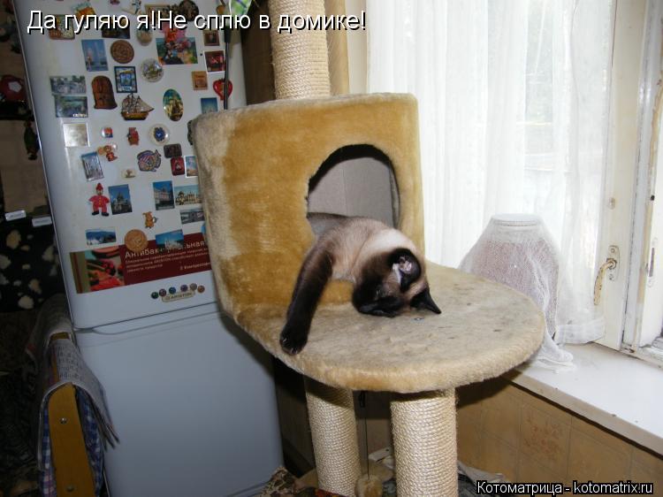 Да гуляю я!Не сплю в домике!... Котоматрица: Да гуляю я!Не сплю в домике!