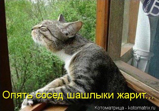 Опять сосед шашлыки жарит...... Котоматрица: Опять сосед шашлыки жарит...
