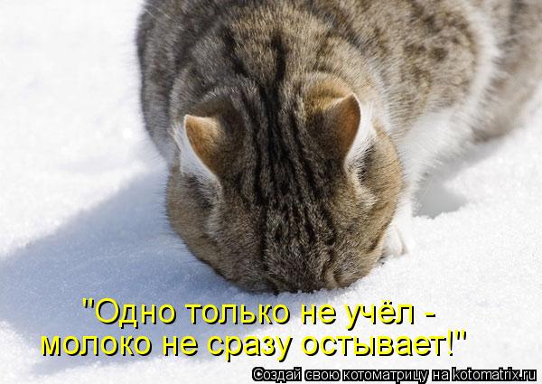 "Одно только не учёл - молоко не сразу остывает!"... Котоматрица: "Одно только не учёл - молоко не сразу остывает!"