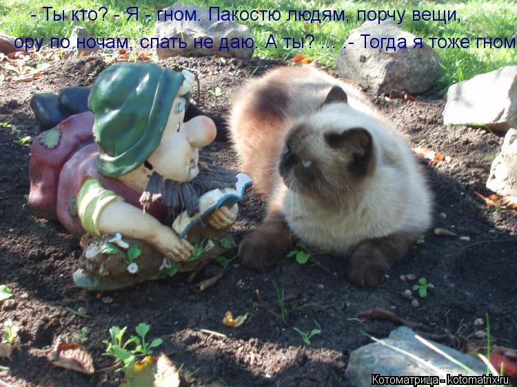 - Ты кто? - Я - гном. Пакостю людям, порчу вещи, ору по ночам, спать не даю. А ты? ... .- Тогда я то... Котоматрица: - Ты кто? - Я - гном. Пакостю людям, порчу вещи, ору по ночам, спать не даю. А ты? ... .- Тогда я тоже гном.