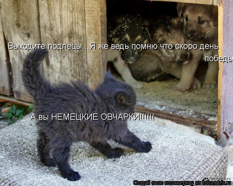 Выходите подлецы...Я же ведь помню что скоро день победы А вы НЕМЕЦКИЕ ОВЧАРКИ!!!!!!... Котоматрица: Выходите подлецы...Я же ведь помню что скоро день победы А вы НЕМЕЦКИЕ ОВЧАРКИ!!!!!!