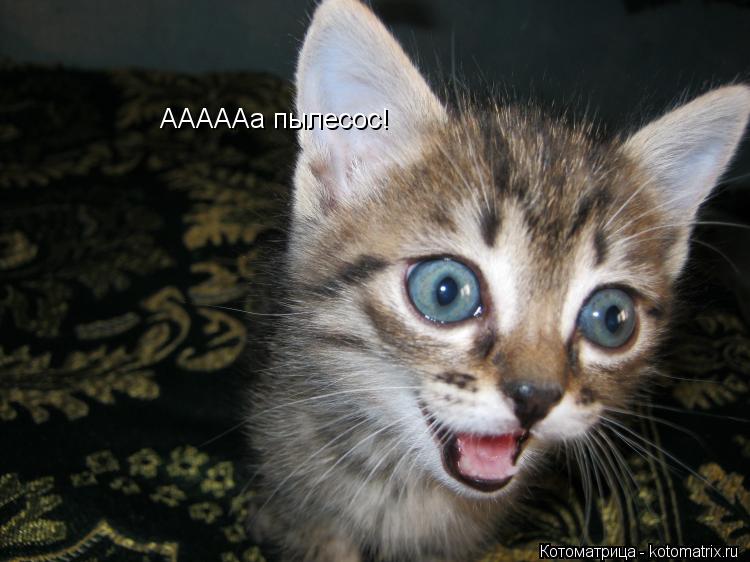 АААААа пылесос!... Котоматрица: АААААа пылесос!
