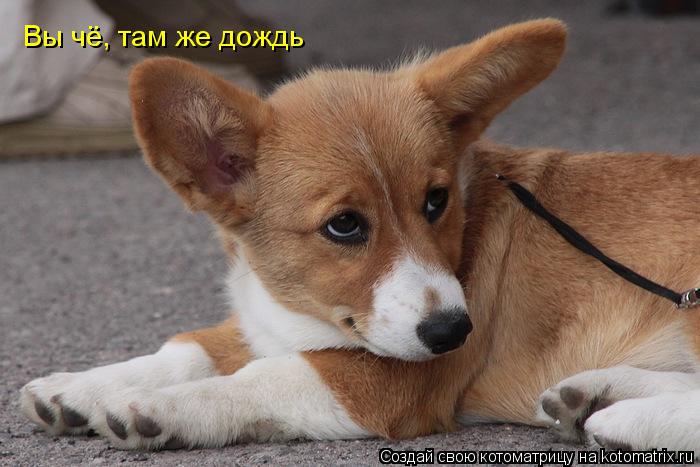 Вы чё, там же дождь... Котоматрица: Вы чё, там же дождь