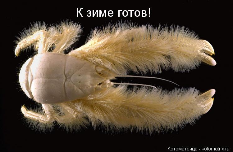 К зиме готов!... Котоматрица: К зиме готов!