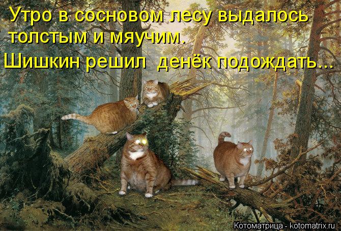толстым и мяучим. Утро в сосновом лесу выдалось Шишкин решил денёк подождать...... Котоматрица: толстым и мяучим. Утро в сосновом лесу выдалось Шишкин решил денёк подождать...
