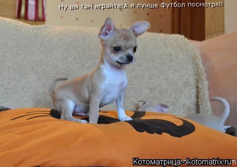 Ну вы там играйте!А я лучше футбол посмотрю!... Котоматрица: Ну вы там играйте!А я лучше футбол посмотрю!