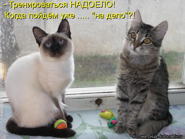 - Тренироваться НАДОЕЛО! Когда пойдём уже ..... "на дело"?!... Котоматрица: - Тренироваться НАДОЕЛО! Когда пойдём уже ..... "на дело"?!