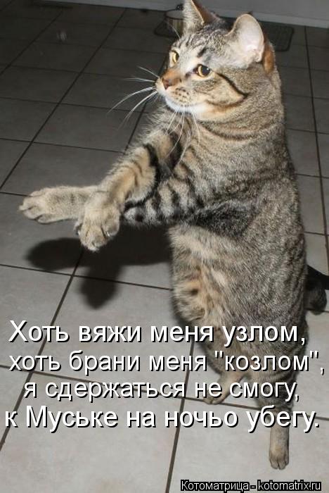 Хоть вяжи меня узлом, хоть брани меня "козлом", я сдержаться не смогу, к Муське на ночьо убегу.... Котоматрица: Хоть вяжи меня узлом, хоть брани меня "козлом", я сдержаться не смогу, к Муське на ночьо убегу.