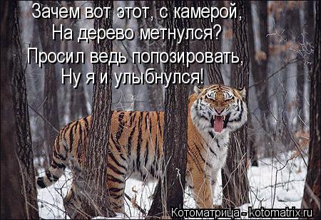 Зачем вот этот, с камерой, На дерево метнулся? Просил ведь попозировать, Ну я и улыбнулся!... Котоматрица: Зачем вот этот, с камерой, На дерево метнулся? Просил ведь попозировать, Ну я и улыбнулся!