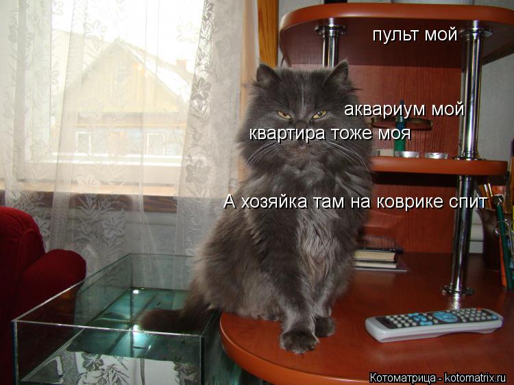 пульт мой аквариум мой квартира тоже моя А хозяйка там на коврике спит... Котоматрица: пульт мой аквариум мой квартира тоже моя А хозяйка там на коврике спит