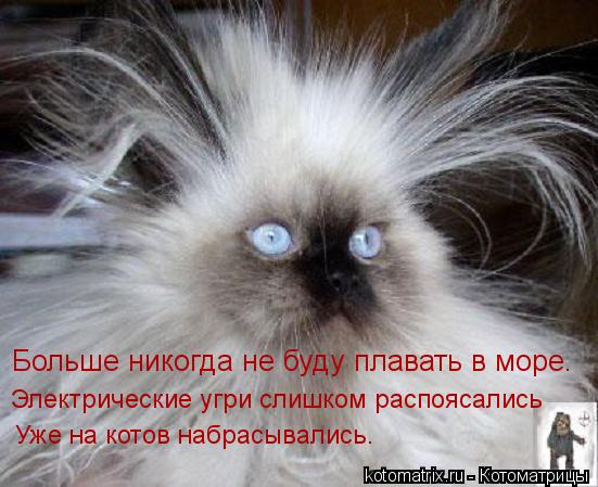 Больше никогда не буду плавать в море. Электрические угри слишком распоясались Уже на котов набрасыва... Котоматрица: Больше никогда не буду плавать в море. Электрические угри слишком распоясались Уже на котов набрасывались.