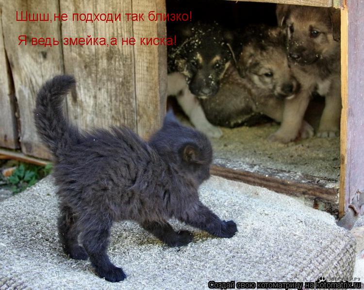 Шшш,не подходи так близко! Я ведь змейка,а не киска!... Котоматрица: Шшш,не подходи так близко! Я ведь змейка,а не киска!
