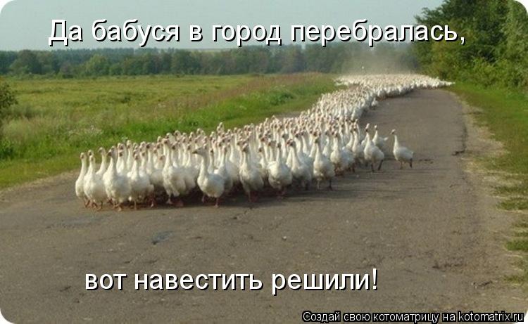 Да бабуся в город перебралась, вот навестить решили!... Котоматрица: Да бабуся в город перебралась, вот навестить решили!