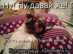 Ну! Ну давай же! Поцелуй меня в щечку! Ну! Ну давай же! Поцелуй меня!... Котоматрица: Ну! Ну давай же! Поцелуй меня в щечку! Ну! Ну давай же! Поцелуй меня!