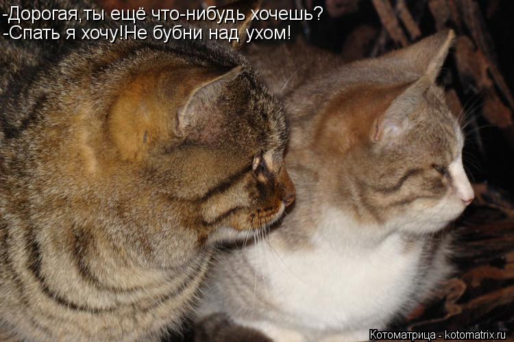 -Дорогая,ты ещё что-нибудь хочешь? -Спать я хочу!Не бубни над ухом!... Котоматрица: -Дорогая,ты ещё что-нибудь хочешь? -Спать я хочу!Не бубни над ухом!